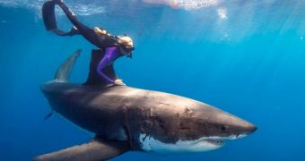 Humans are more dangerous than sharks, PETA believes