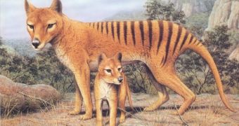 Humans are the ones to blame for the Tasmanian tiger's becoming extinct