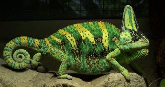 Scientist predicts humans will evolve to have chameleon-like skin