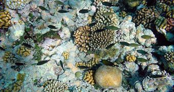 Coral reefs such as those pictured here in the Northwestern Hawaiian Islands are threatened