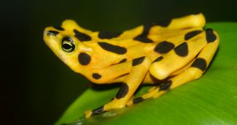 Amphibians such as the Panamanian Golden Frog are among the most endangered animals on Earth today