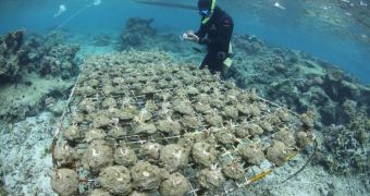Humans Pass Disease On to Corals