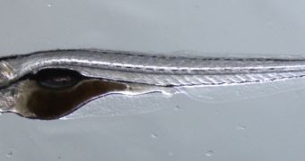 Zebrafish are transparent when young