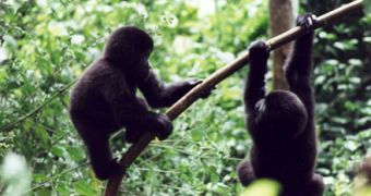Gorillas use a similar body language to our own in order to communicate