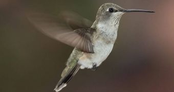 Humming birds fly faster than jet fighters and space shuttles, relative to their body length