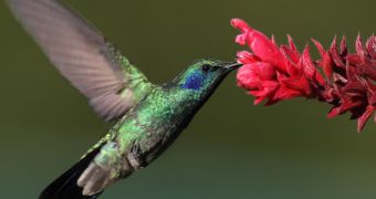 The hummingbird can process glucose and fructose  with equal efficiency, new study shows