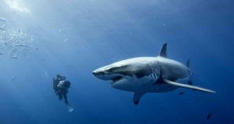 Great white shark might be heading towards Europe to give birth