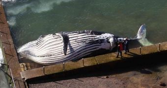 Humpback whale beaches in Sydney and dies