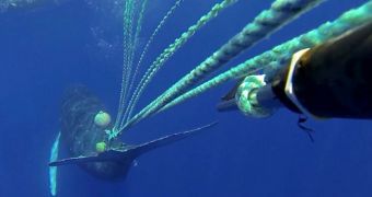 Humpback Whale Entangled in Fishing Gear Is Rescued by Divers