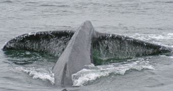 Photo showing a humpback whale diving