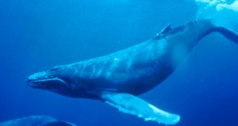 Scientists discover new feeding behavior in humpback whales