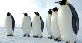 Kansas City Zoo soon to house a penguin exhibit