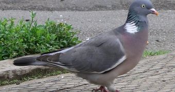 Racing pigeons in England are disappearing by the hundreds, people talk about new Bermuda Triangle