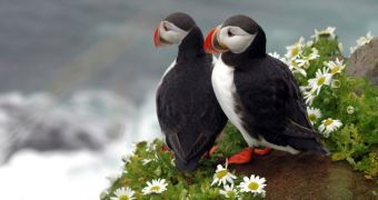 Extreme weather kills hundreds of puffins in Scotland