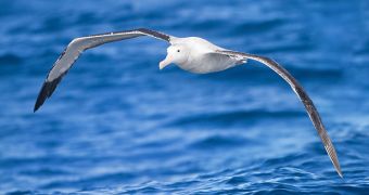 Albatrosses use Lévy (dractal-like) flight patterns to search for food when hungry