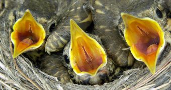 Hungry Chicks Have Unique Signal for Their Parents