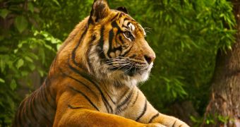 Hunters rescued after being chased up a tree by tigers