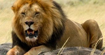 Researchers say hunting lions is not all that bad, can actually benefit conservation efforts