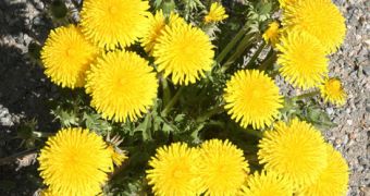 Hybrid Dandelions Could Soon Be Used to Make Car Tires
