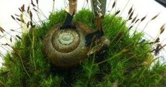 Cyborg snail hooked up to an external circuit
