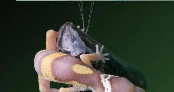 Hybrid Super Glue Mimics Geckos and Mussels