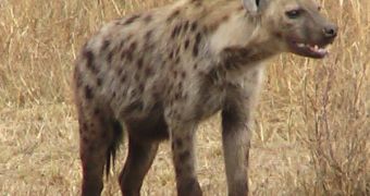 Hyenas emit their famous "laughter" as a sign of frustration