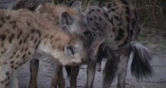 the individual in the right is the dominant female of spotted hyena, and what you see is the world's largest clitoris, not a penis