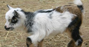 Baby goat has too much energy for its buddies