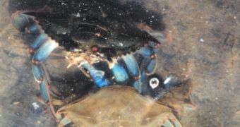 A pair of blue crabs (Callinectes sapidus)