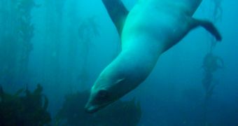 Tags attached to sea lions and other marine life will help scientists better understand how animals move with the flow of tides and current