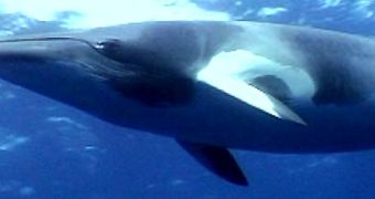 The new IWC proposal will allow for nations to hunt minke whales commercially, for the first time in nearly a quarter of a century