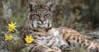 Iberian lynx in Spain could soon threaten farm animals