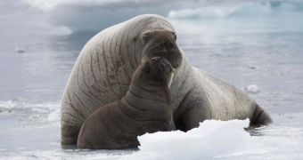 Ice loss in the Arctic forces walruses to seek new breeding grounds, nurseries on land