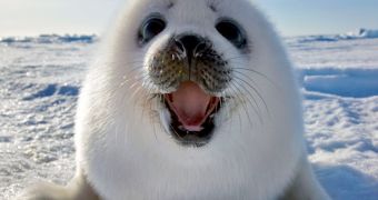 Ice loss threatens the survival of harp seals, polar bears