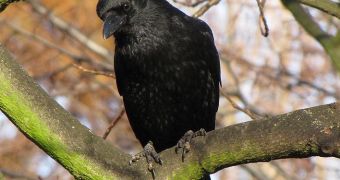 Lazy crows step up to the challenge when hardworking birds are handicapped