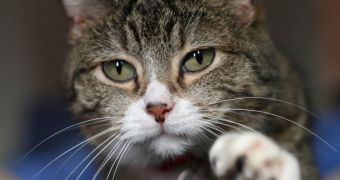 Cat bites may play a role in triggering depression in humans