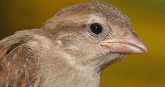 Juvenile House sparrow