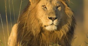 Illinois Readies to Ban the Sale of African Lion Meat