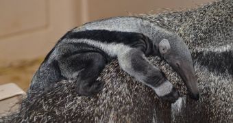 Immaculate Anteater Conception Explained by Wildlife Researchers