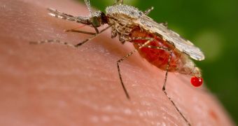 The malaria parasite, P. falciparum, is transmitted through mosquito bites