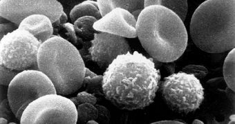 This is a scanning electron microscope image from normal circulating human blood