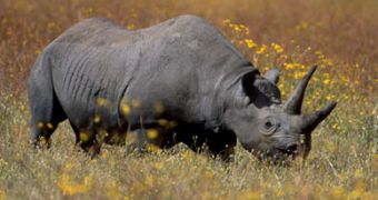 Rhinos might become extinct in just 10 years' time