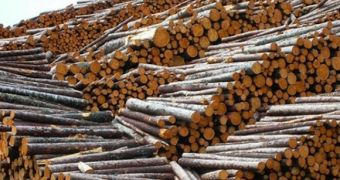 Australia passes law against importing wood coming from illegal logging activities