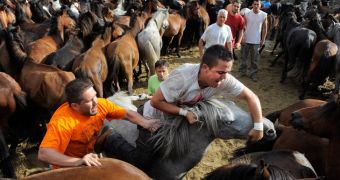 Wild horses and men wrestle during the Rapa das Bestas festival