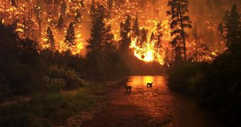 The incidence of wildfires around the world has increased by more than 400 percent since the 1970s