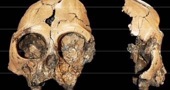 Rare ape cranium unearthed in China