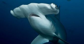 India announces ban on shark finning