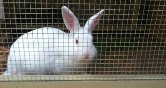 India Bans Cosmetic Testing on Animals