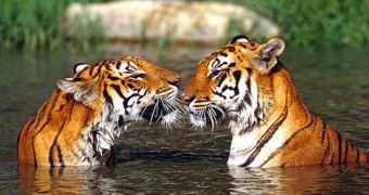 India Creates New Tiger Reserve