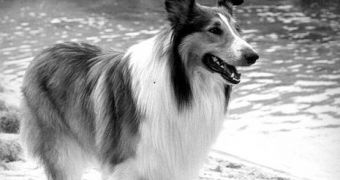 If only Lassie was in India, it would have known how to protest against this wedding
